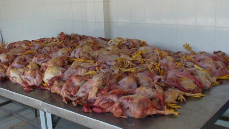 Hàng[-]trăm[-]con[-]gà[-]đã[-]tím[-]tái[-]và[-]bốc[-]mùi[-]hôi[-]thối 